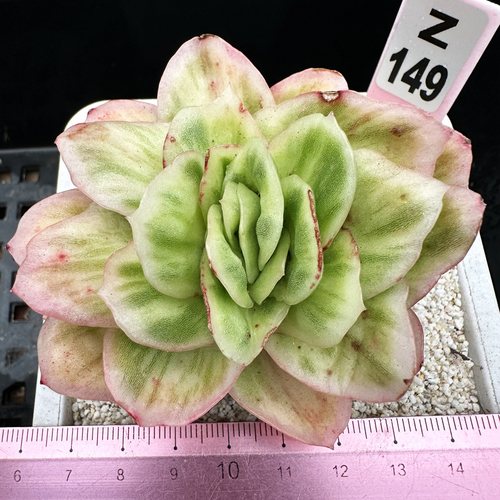 冰玫瑰锦拉丝锦肉肉多肉植物