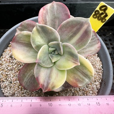 紫乐花脸拉丝锦多肉植物