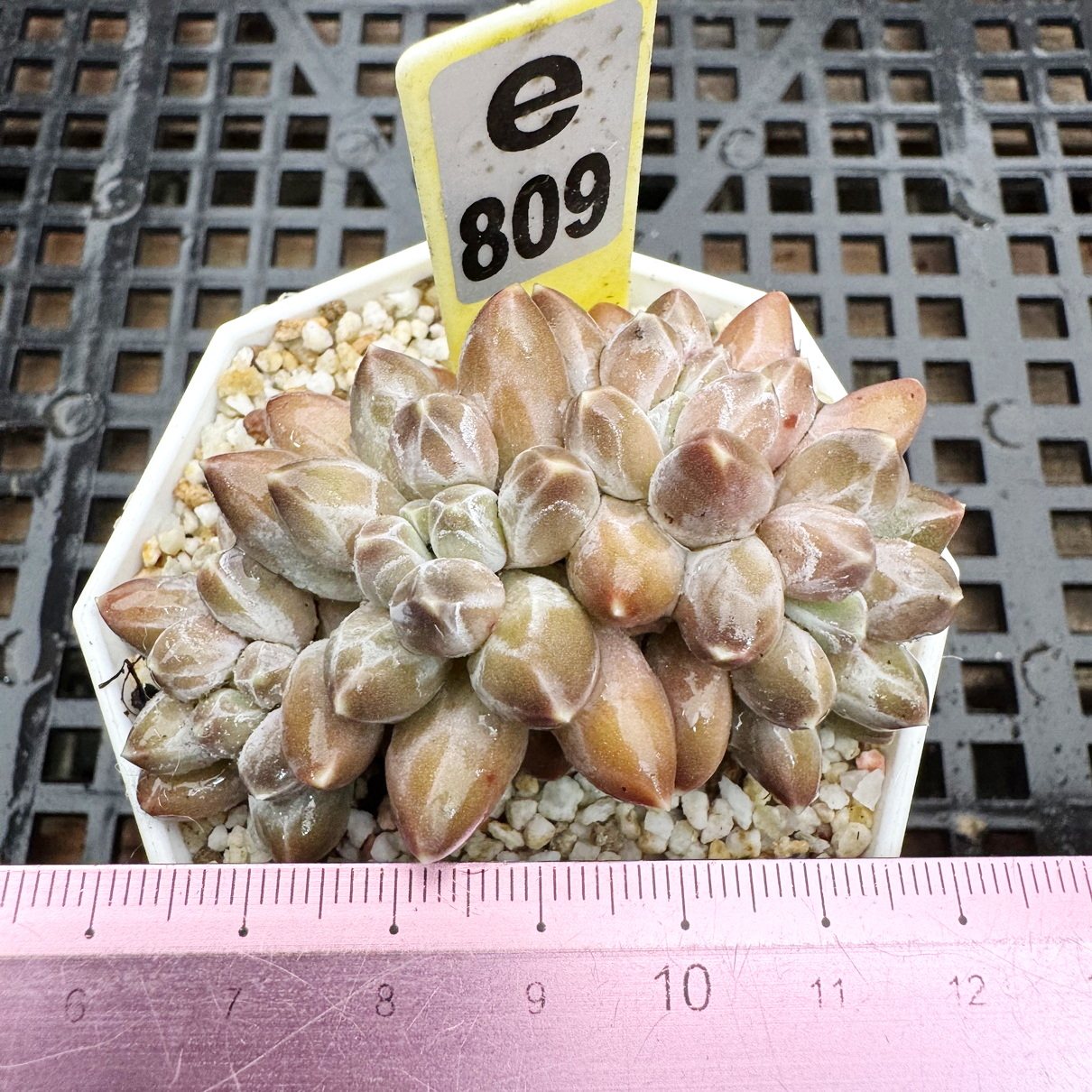 不二峰 小型种通体暗纹 高端多肉 肉肉植物盆栽绿植花卉一物一拍