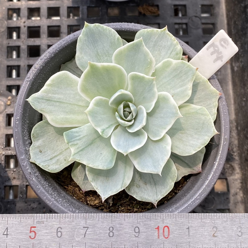 银后锦 肉肉多肉植物小盆栽绿植新手花卉 一物一拍 带锦 覆轮锦