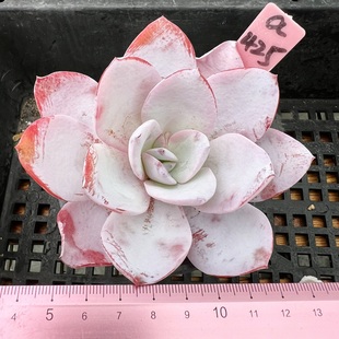 粉莲 雪莲杂广寒宫 肉肉多肉植物小盆栽绿植新手花卉  一物一拍！