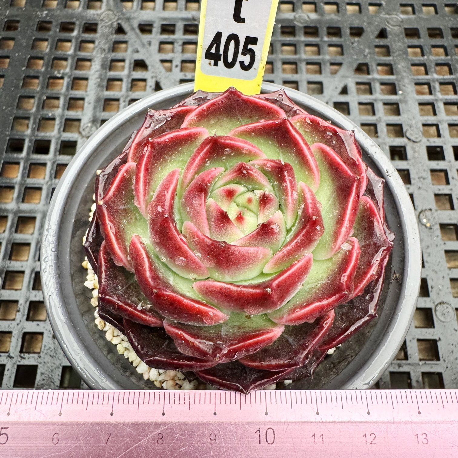 摩卡 正红色多肉 肉肉植物小盆栽绿植新手花卉 6cm盆一物一拍！