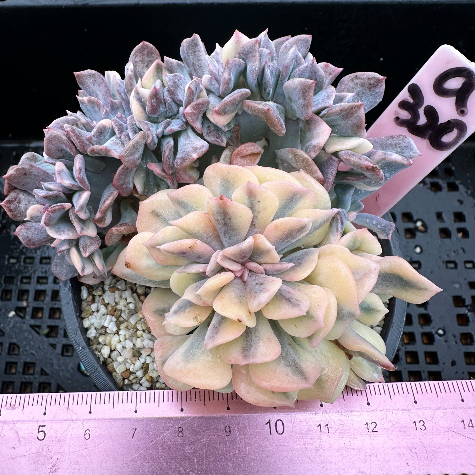 雪精灵锦缀化 肉肉多肉植物小盆栽绿植新手花卉  一物一拍！