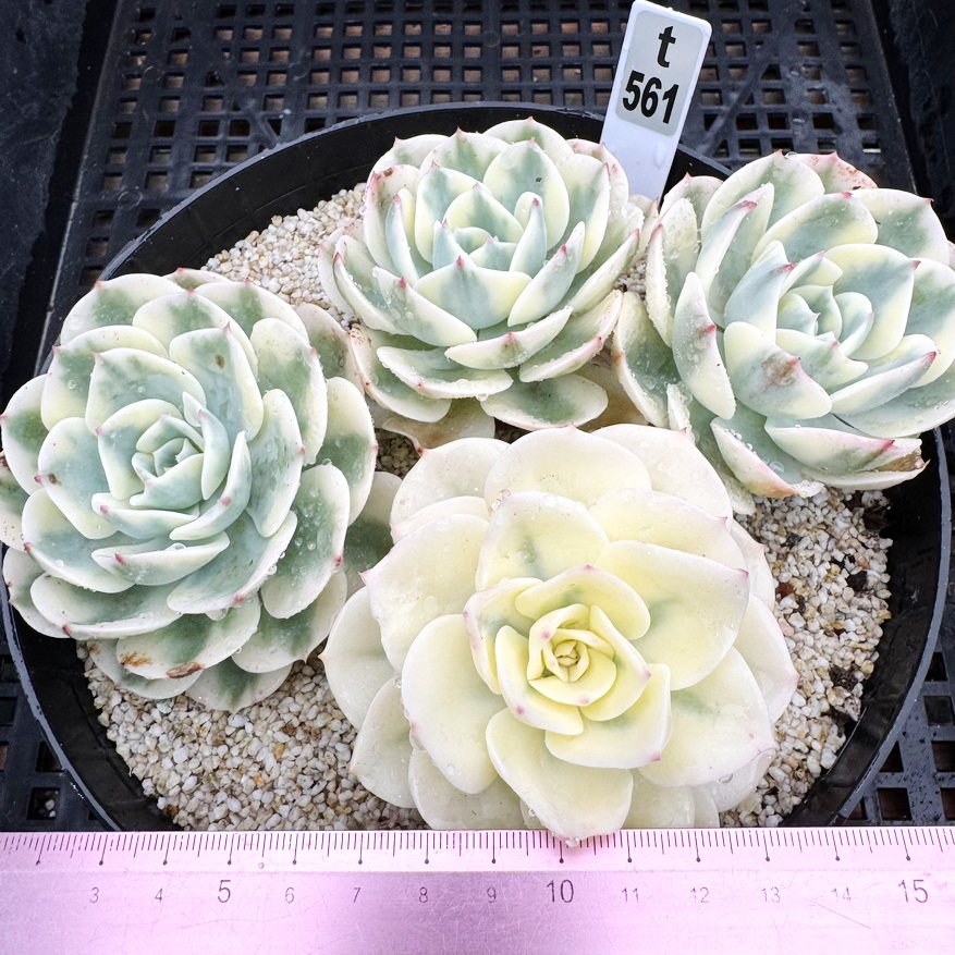 玉蝶锦 砍头群 老桩 多肉植物肉肉盆栽新手一物一拍带锦