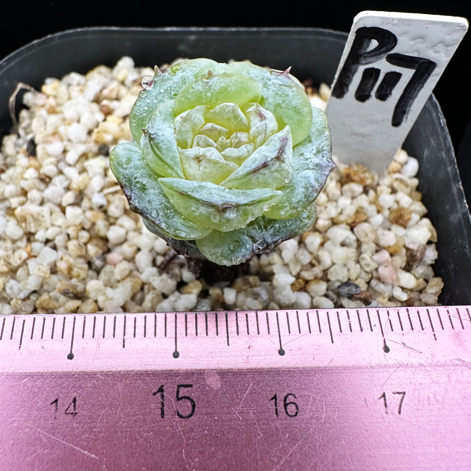 冰糖雪之颜   糖化变异 小老桩  多肉植物盆栽肉肉  一物一拍