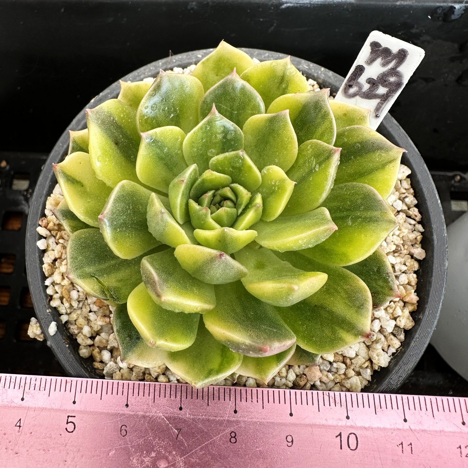 奥维利亚锦   多肉植物盆栽肉肉 一物一拍