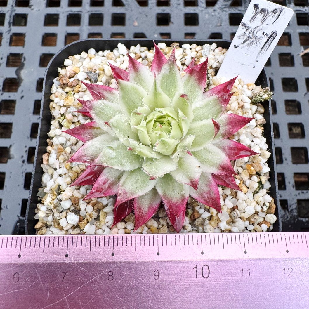 长生草锦 带锦变异 覆轮锦 多肉植物盆栽绿植花卉一物一拍 6cm盆