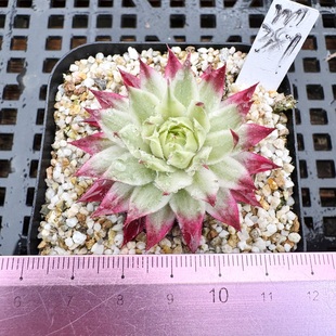 长生草锦 带锦变异 覆轮锦 多肉植物盆栽绿植花卉一物一拍 6cm盆