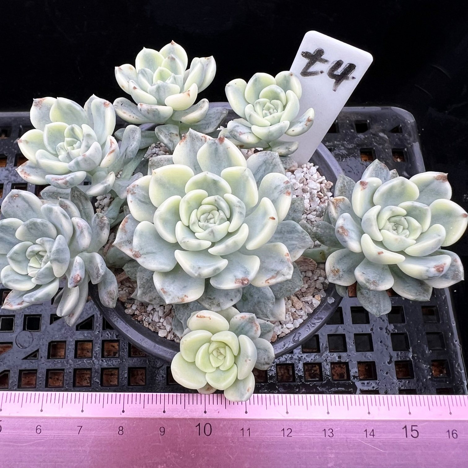 粉布偶锦 新品 群生多肉植物肉肉有根盆栽新手带锦一物一拍