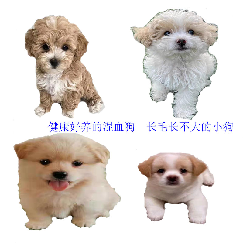 串串狗长毛泰迪博美比熊京巴混血小狗长不大听话健康不挑食小奶狗