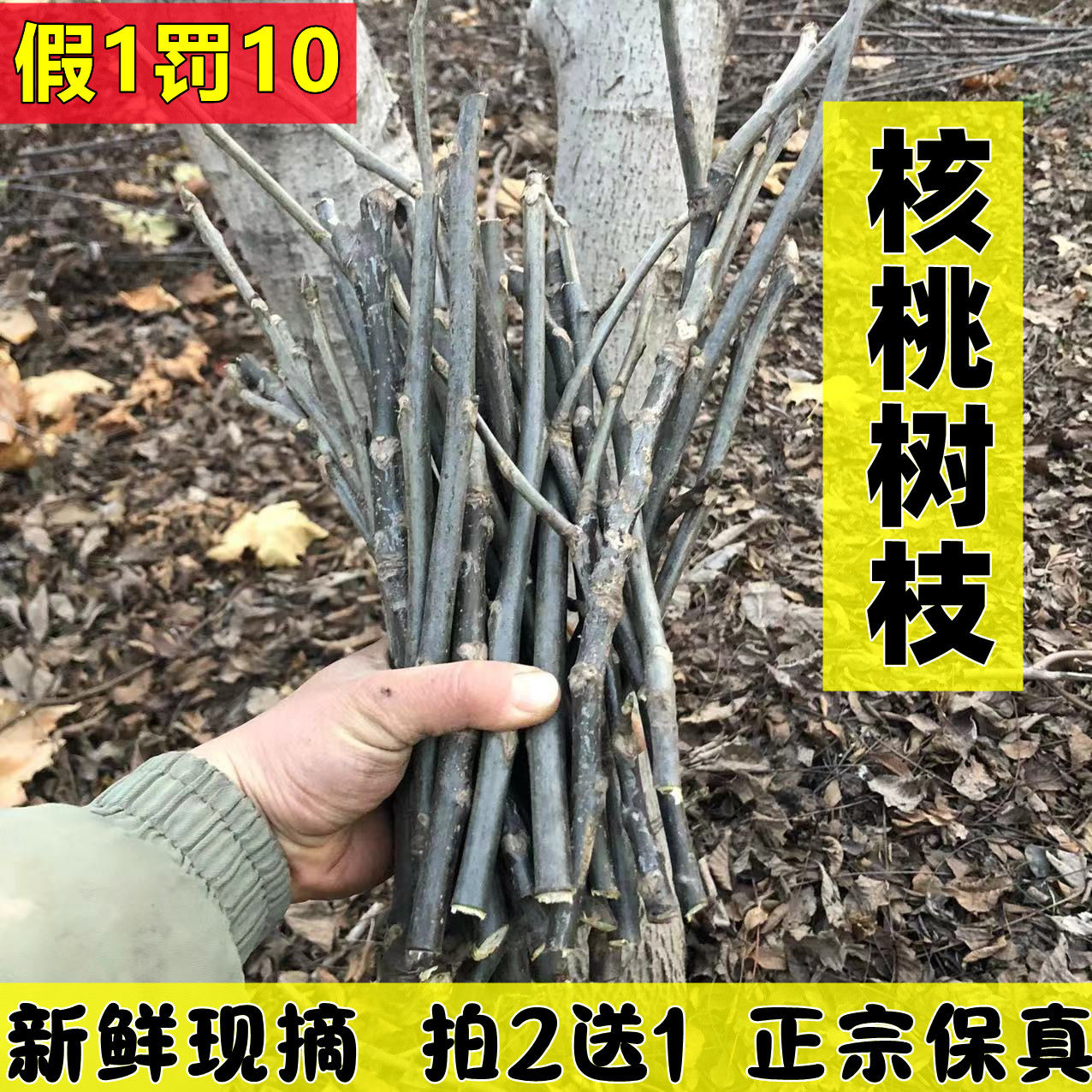 甘肃新鲜核桃树枝山核桃枝核桃树根核桃树叶中药材500g包邮