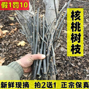 甘肃新鲜核桃树枝山核桃枝核桃树根核桃树叶中药材500g包邮