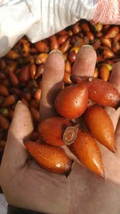 1斤新刺鲜果 野生现摘金樱子 刺梨子山石榴金樱子 膏酒中药材泡酒