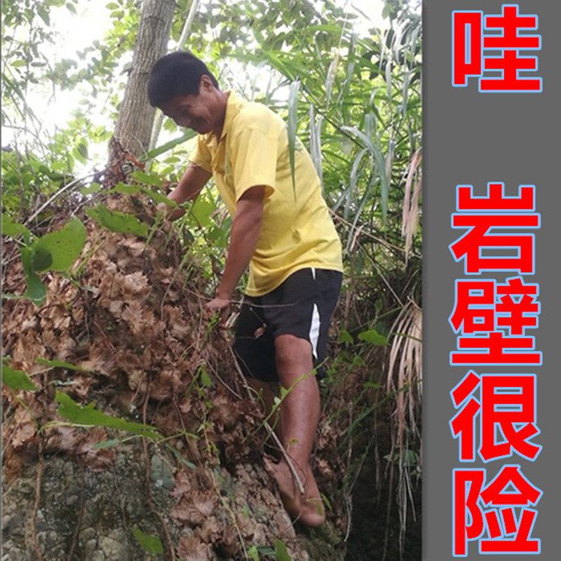 500克湖南新鲜骨碎 补毛姜生发爬岩姜巴岩姜结骨申姜 5斤包邮
