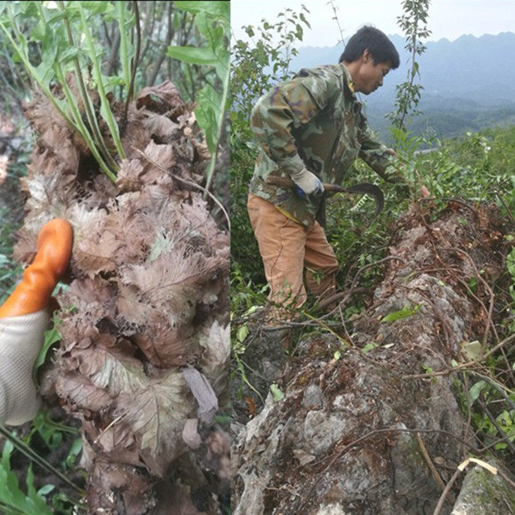5斤包邮深山新鲜骨碎补 崖姜肉碎补 猴姜毛姜申姜涂抹鬼剃头秃头