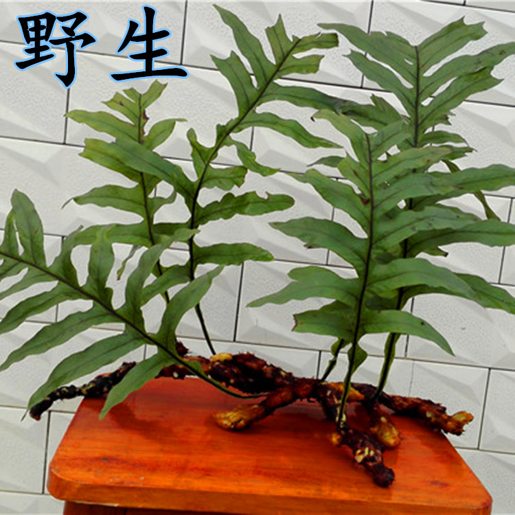500克新鲜中药材骨碎补毛姜爬岩姜石岩姜猴姜申姜防脱生发秃顶