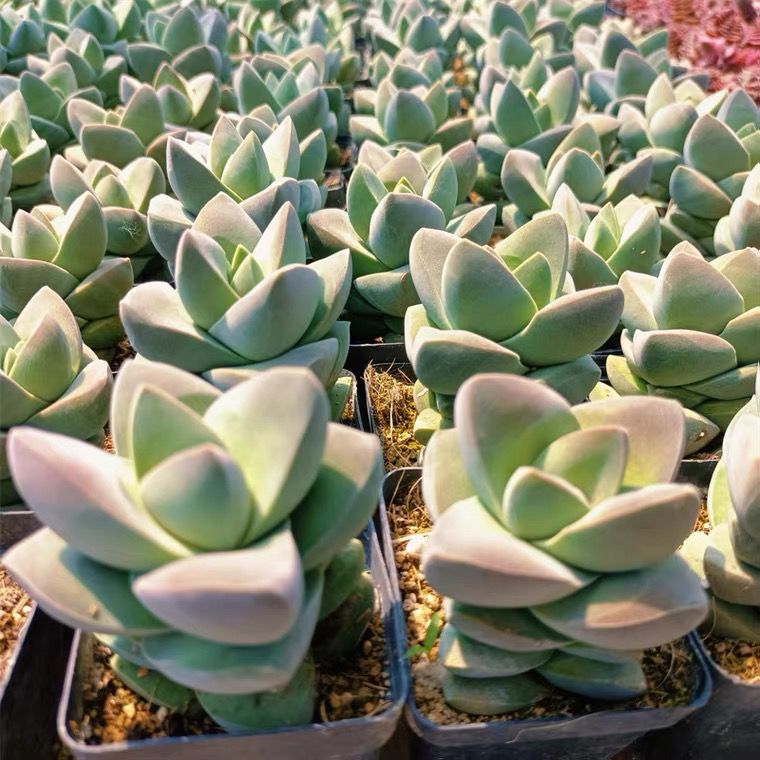 纪之川多肉植物组合办公室内植物