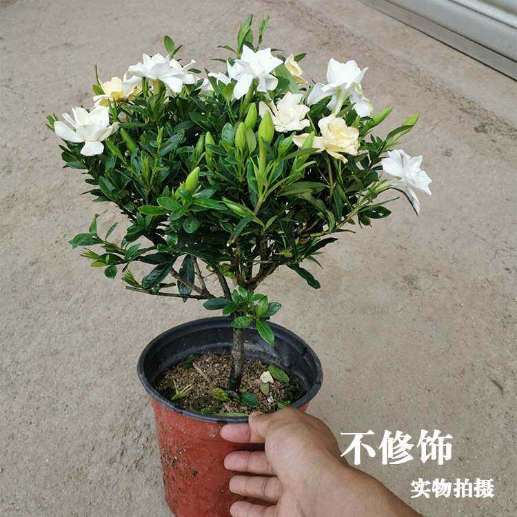 室内好养小叶栀子花盆栽带苞浓香
