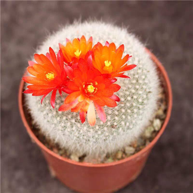 开花白雪仙人球室内软毛仙人掌
