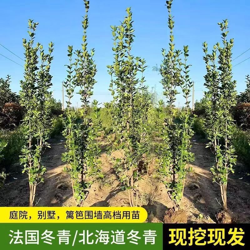 北海道黄杨冬青耐寒常青篱笆苗