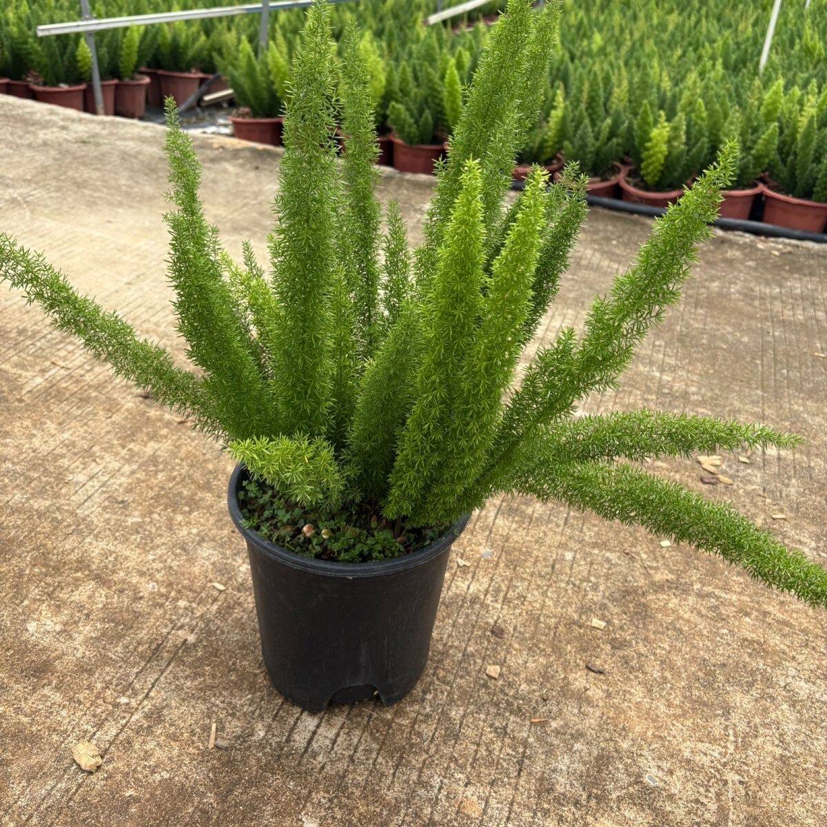 狐尾天门冬庭院阳台花园植物