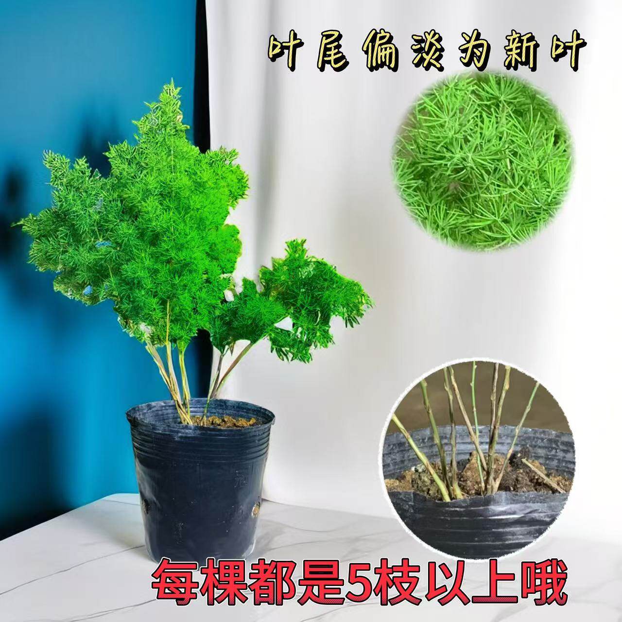 蓬莱松植物盆栽四季常青