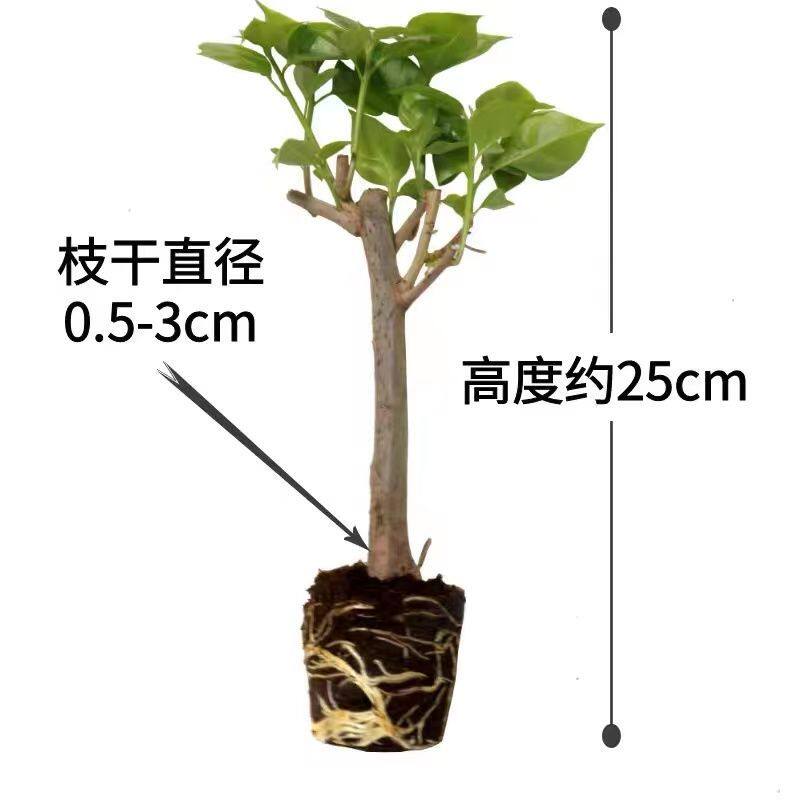 正宗紫红三角梅小苗四季开花