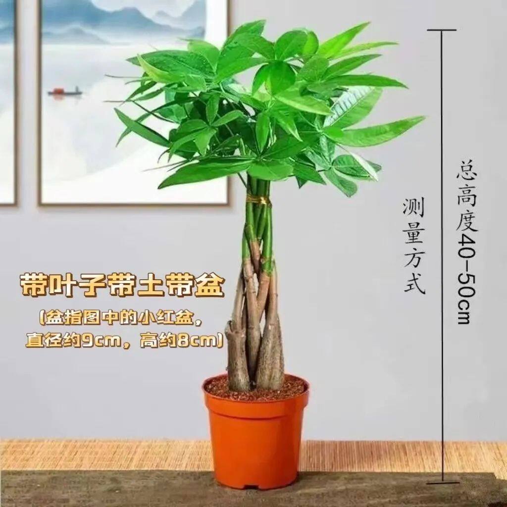 五福发财树北欧奶油风桌面绿植