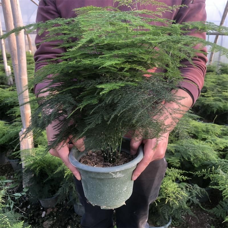 文竹盆栽植物室内绿植