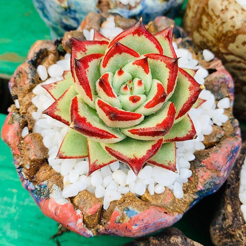 乌木多肉植物黑檀汁红檀露养