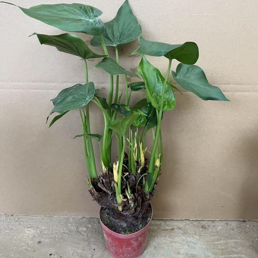 小叶千手观音植物滴水观音