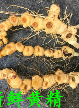 安徽产地直销九华山新鲜5-10年黄精现挖无根须老虎姜现挖药材