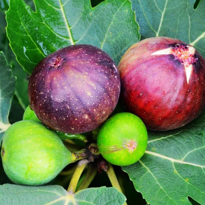 新鲜树上熟五斤无花果现摘现发纯天然应季孕妇水果包邮到家