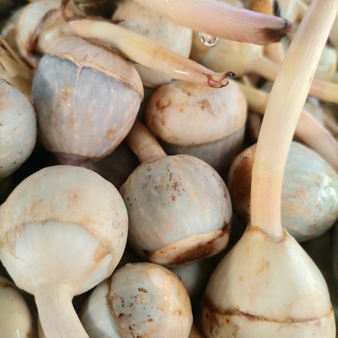 小茨菇大茨菇云南新鲜白茨菇现挖白马蹄农家自种粉糯燕尾菇蔬菜