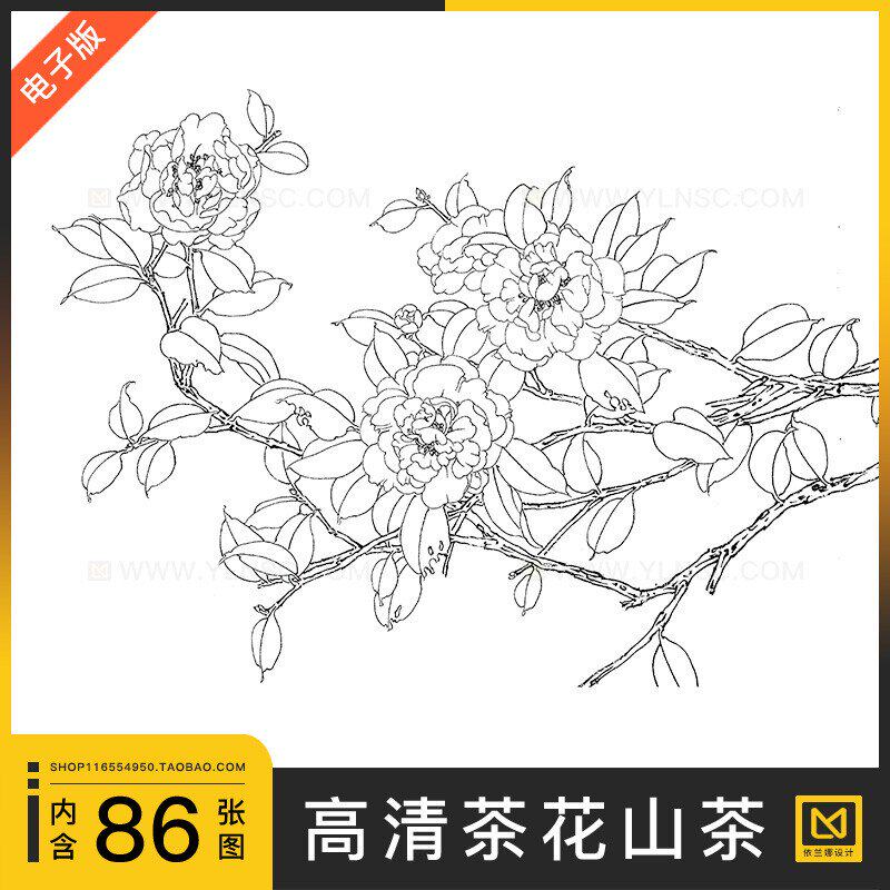 茶花山茶花朵花卉高清工笔画白描线稿绘画新手初学者参考临摹素材