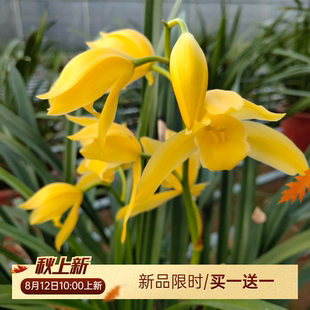 浓香型兰花苗黄金小神童真品自然养老种四季兰室内花卉绿植满包邮