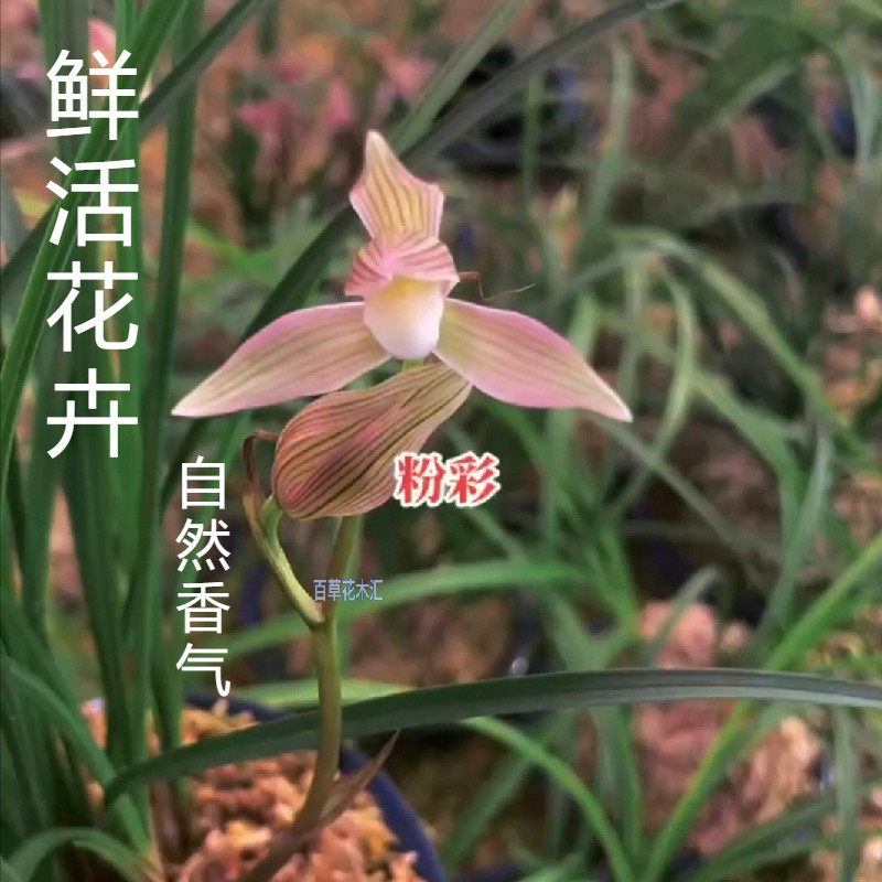 云南莲瓣兰花粉彩麻壳素色彩艳丽花香宜人室内外绿植盆栽花卉包邮