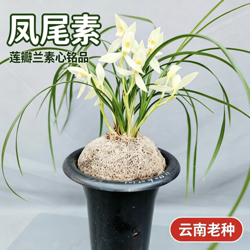云南兰花凤尾室内花卉盆栽包邮