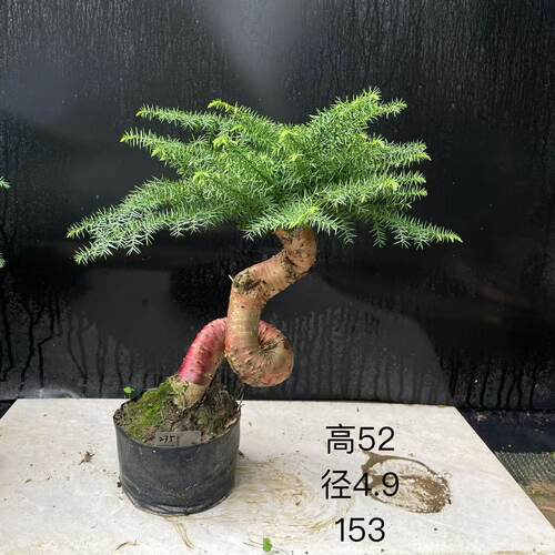 发顺丰澳洲杉盆景不老松澳大利亚杉盆栽绿植提根客厅庭院欧洲杉