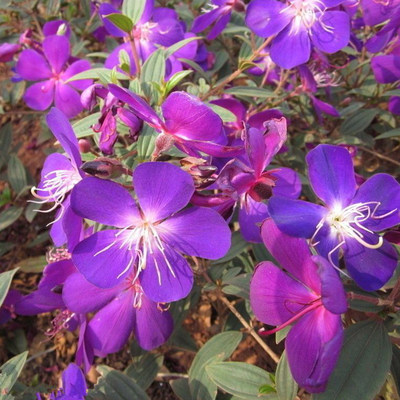 巴西野牡丹盆栽四季开花庭院