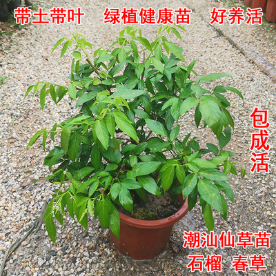 潮汕阳台仙草盆栽抹草苗春草红花仙草苗石榴花家居喜庆事婚嫁植物