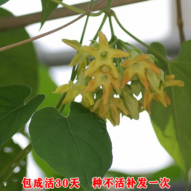 食用夜香花藤本驱蚊植物盆栽