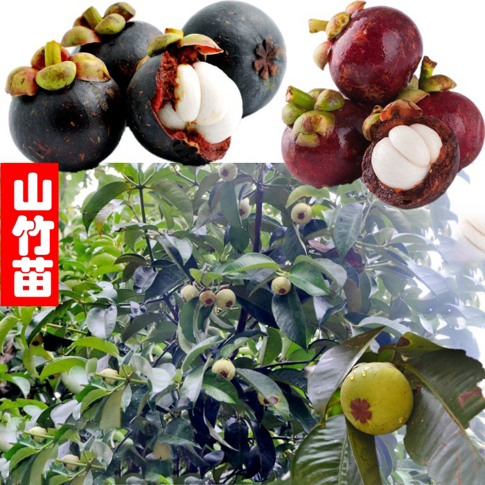 山竹树苗正宗无核山竹果苗南方北方种植四季庭院盆栽地栽当年结果