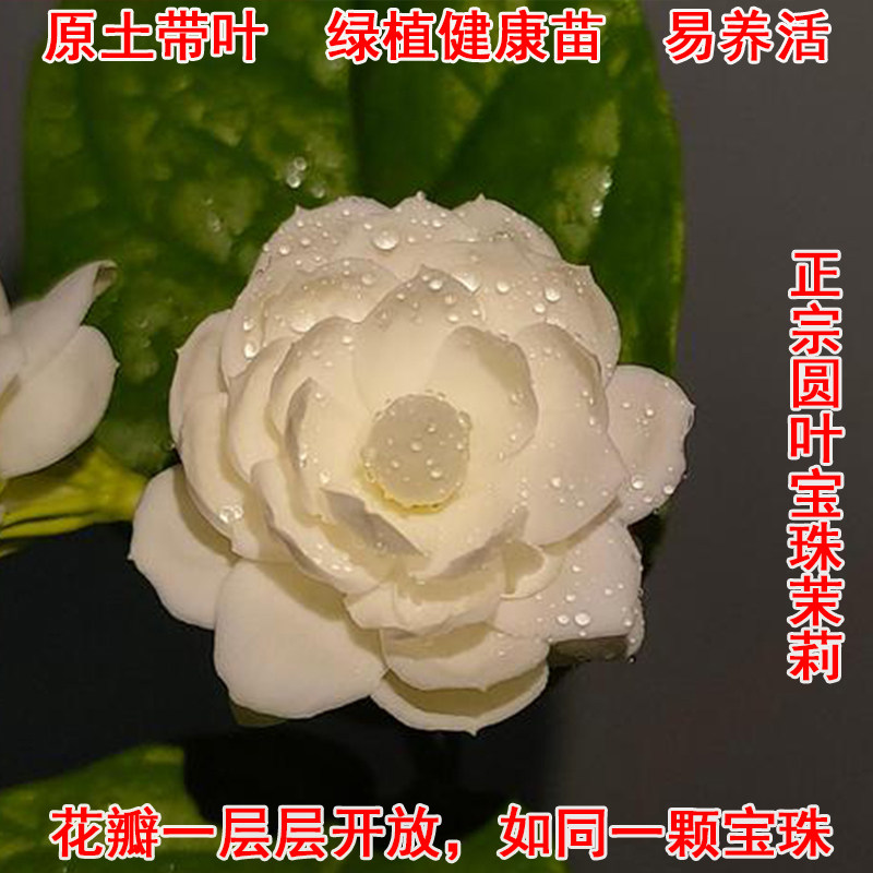 宝珠重瓣茉莉花盆栽四季图片