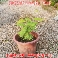 鸡骨草苗盆栽 广东红母鸡草大黄草种苗 好养可食用相思子爬藤绿植