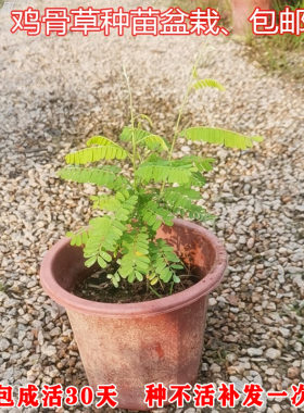 鸡骨草苗盆栽可食用绿植鸡骨草