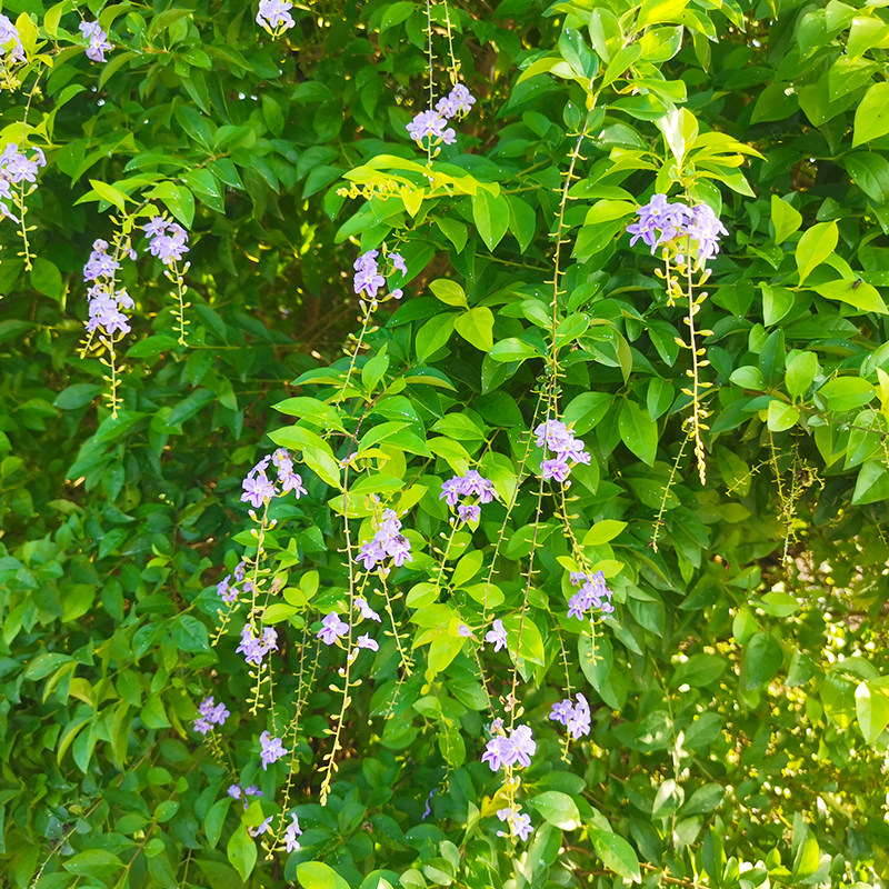 黄金叶树苗 金叶假连翘 金叶女贞 雪梅 绿化地小苗银连翘苗番仔刺