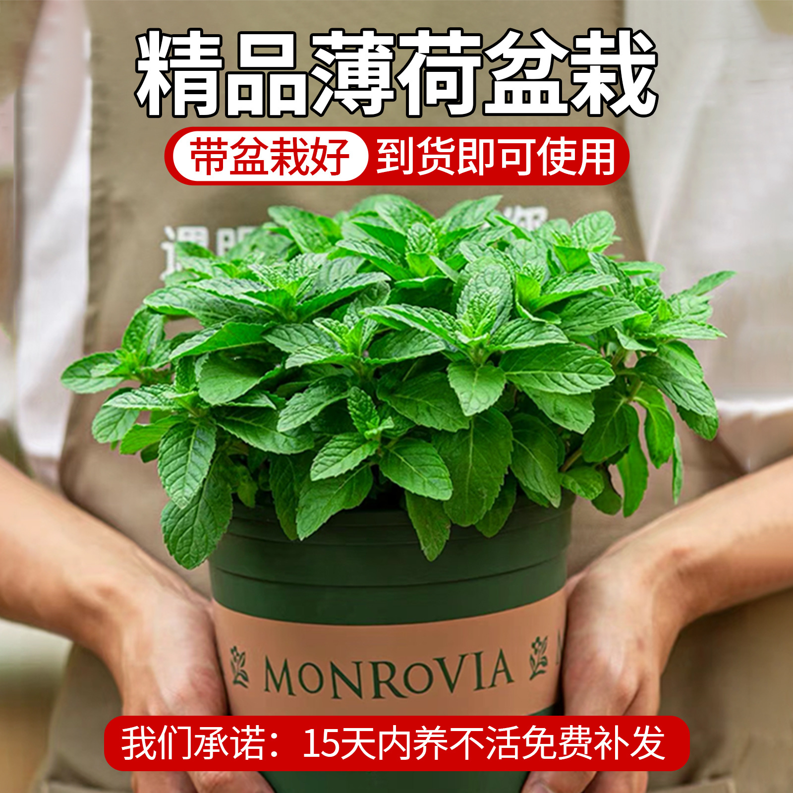 薄荷盆栽可食用大苗柠檬猫薄荷叶迷迭香绿植室内盆栽植物驱蚊好养