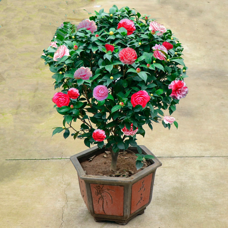 茶花盆栽花卉香妃山茶花树苗植物耐寒四季开花庭院室内外好养的花