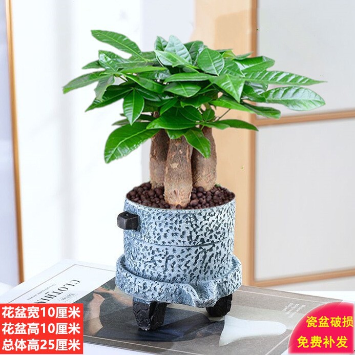 发财树盆栽易活植物室内客厅绿植小盆景四季常青办公室内盆栽花卉